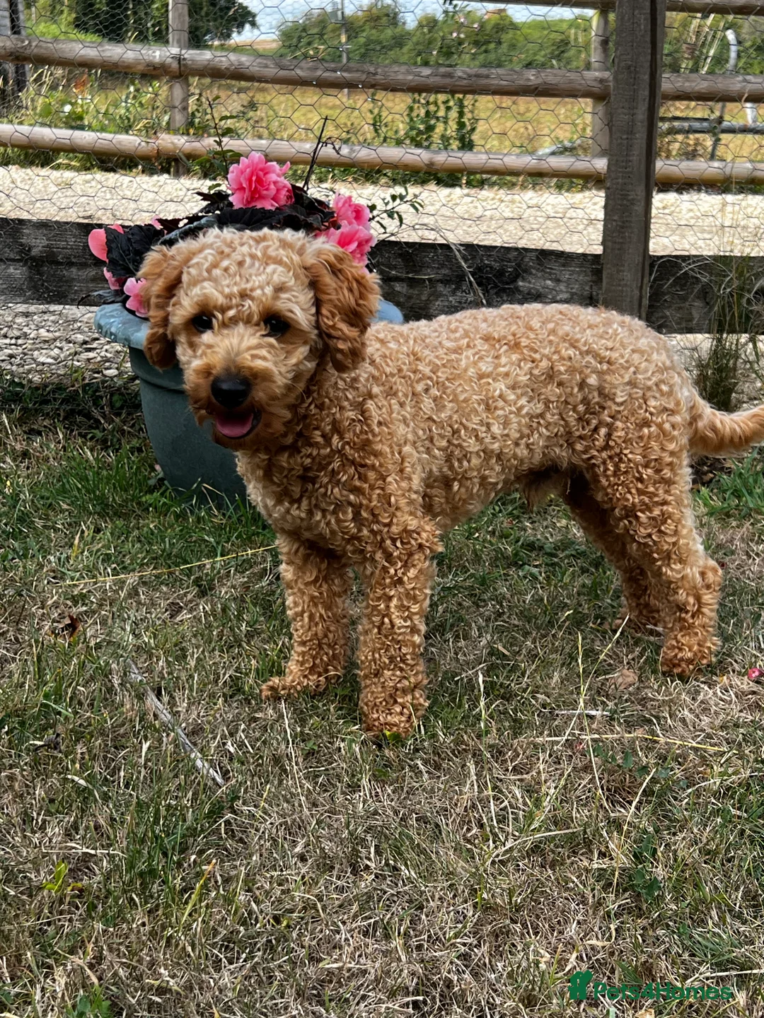 Toy Poodle dogs for stud: KC Registered Red Toy Poodle Fully DNA Tested in Radstock - Advert 28
