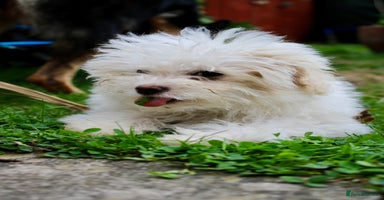 Chipoo dogs - Advert 1