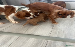 Cavalier King Charles Spaniel dogs for sale: Ruby cavalier king charles - Image 9