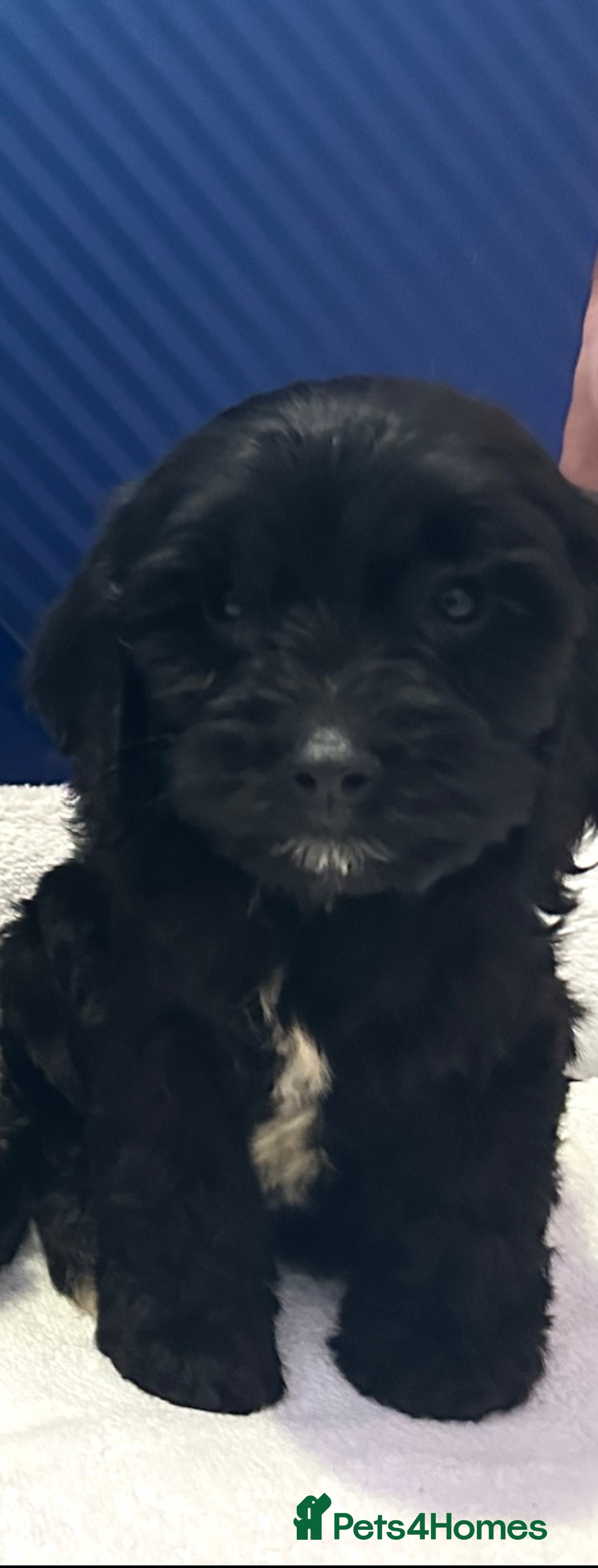 Cockapoo dogs for sale: 6 Beautiful cockerpoos puppies  - Image 9