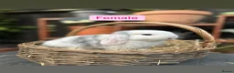 Mini Lop rabbits for sale: Mini Lop Baby Rabbits (Ready To Leave Now) - Advert 6