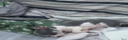 Chihuahua dogs for sale: 2 female chihuahuas for sale  - Advert 4