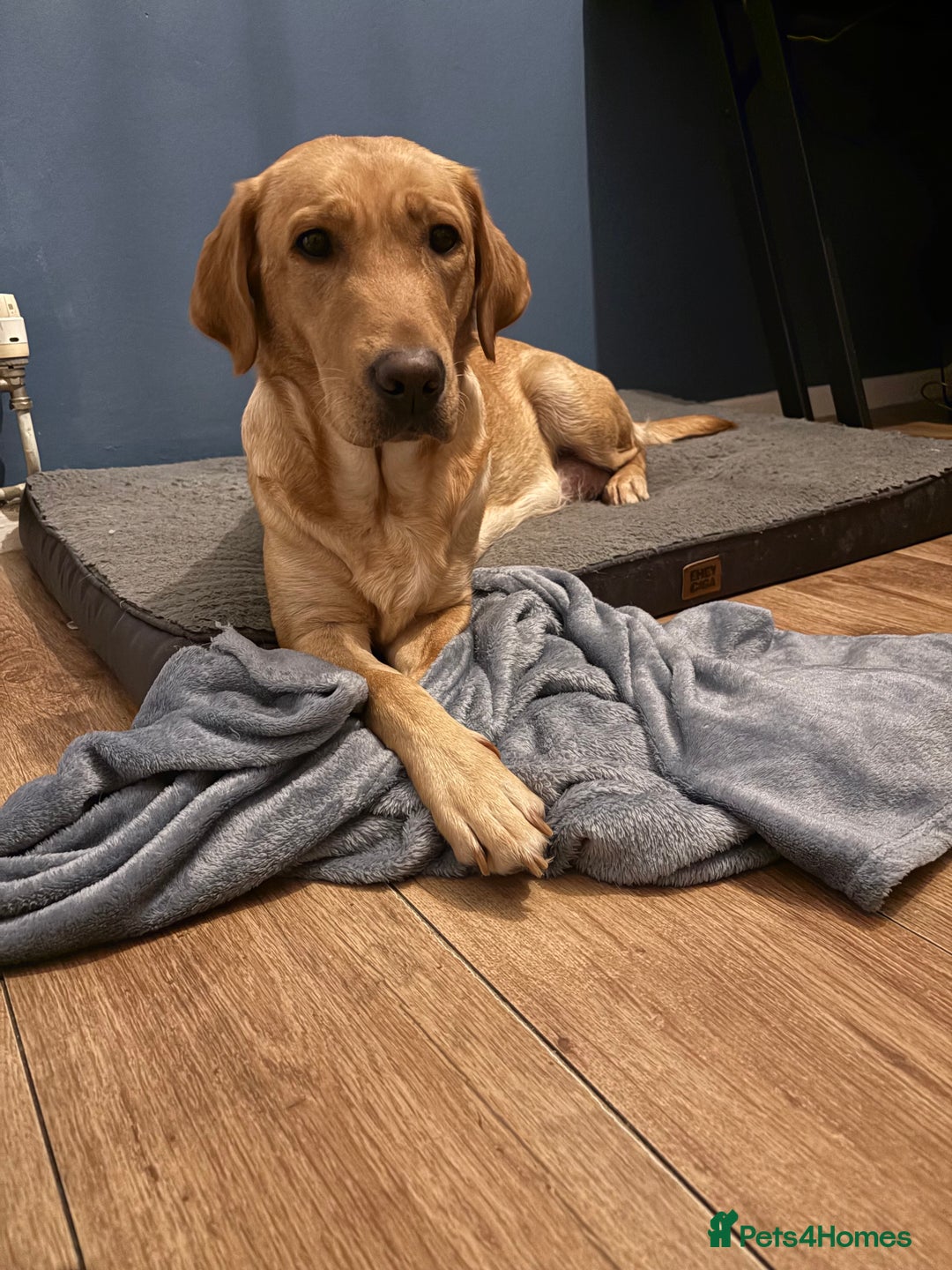 Mixed Breed dogs for sale: Beautiful Dalmador (lab X Dalmatian) puppies..!  - Advert 2