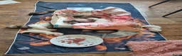 Ferret rodents for sale: Baby ferrets looking for forever home in Billingham - Advert 2