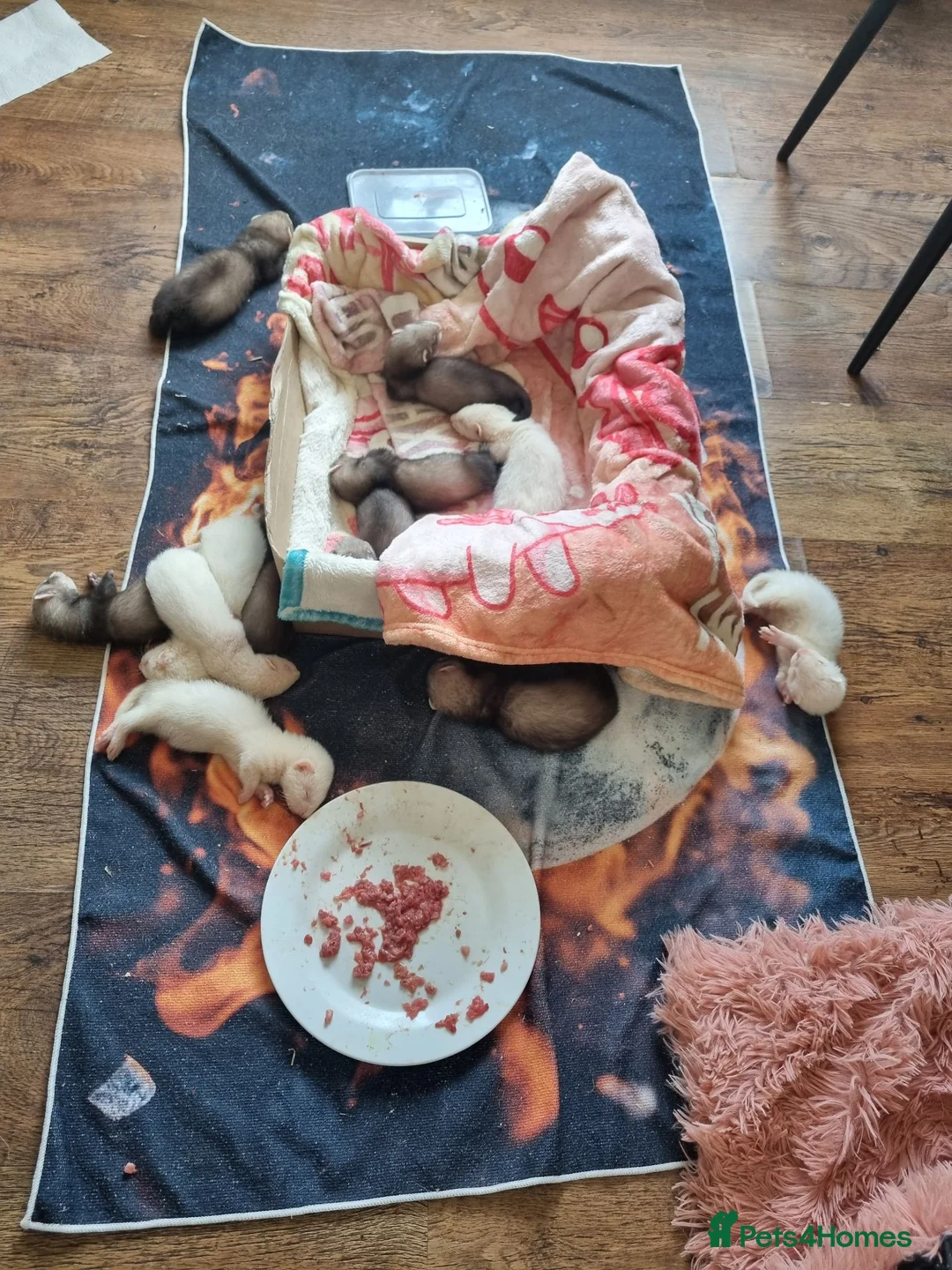Ferret rodents for sale: Baby ferrets looking for forever home in Billingham - Advert 2