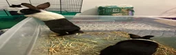 Dutch rabbits for sale: Black and white Dutch doe 9 weeks old in Burnley - Advert 11