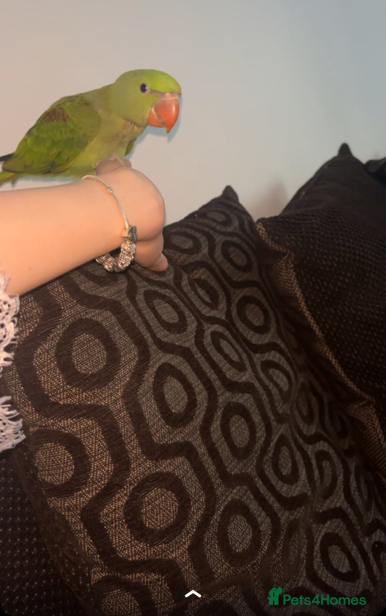 Parakeets birds Kiwi 3 month old alexandrine  - Advert 1