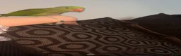 Parakeets birds for sale: Kiwi 3 month old alexandrine  in Dereham - Advert 1