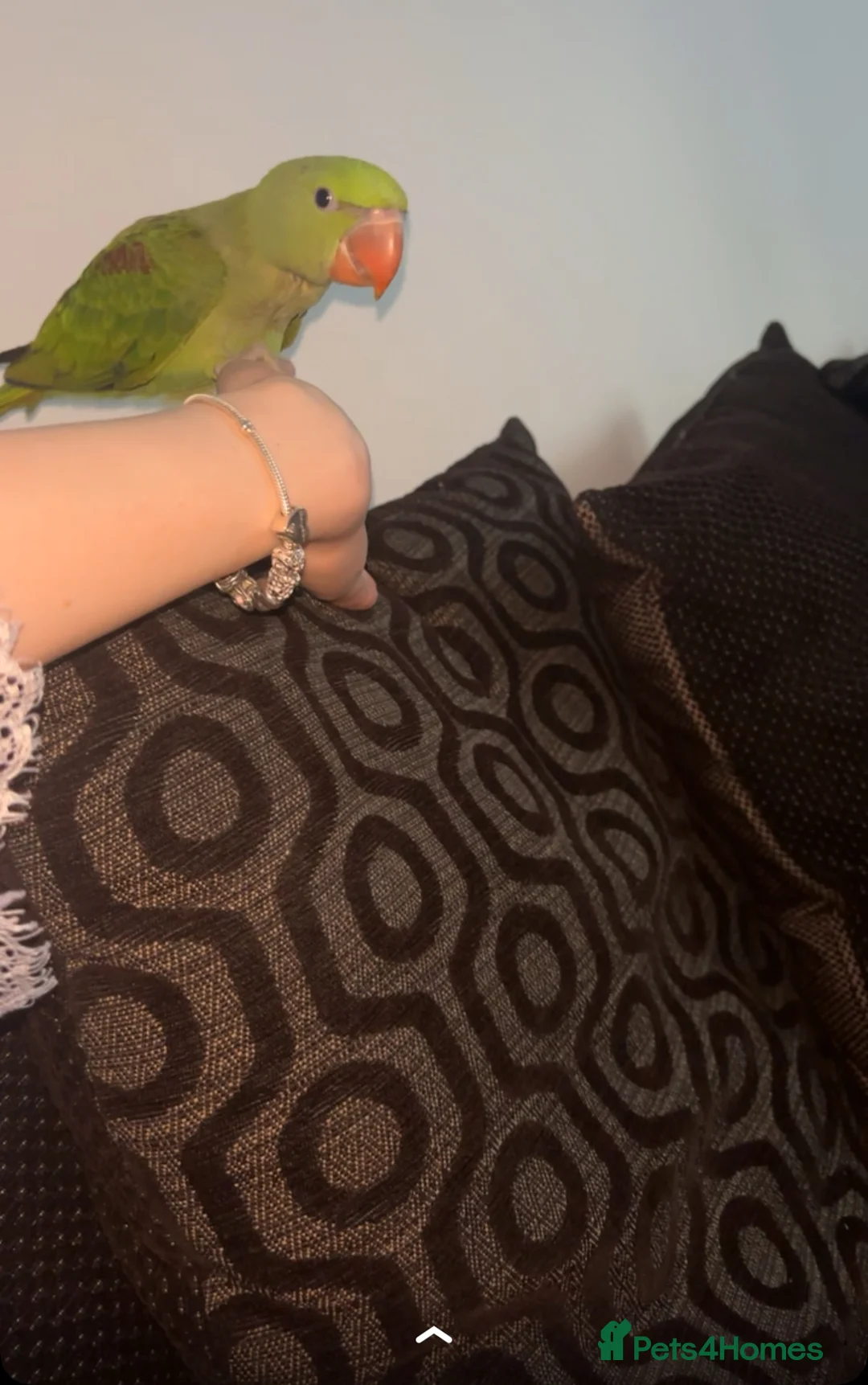 Parakeets birds for sale: Kiwi 3 month old alexandrine  in Dereham - Advert 1