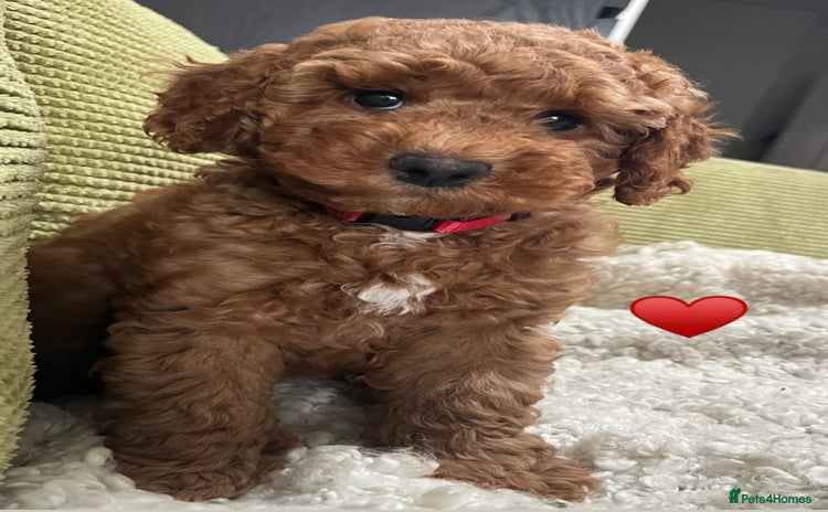 Australian Labradoodle dogs - Advert 3