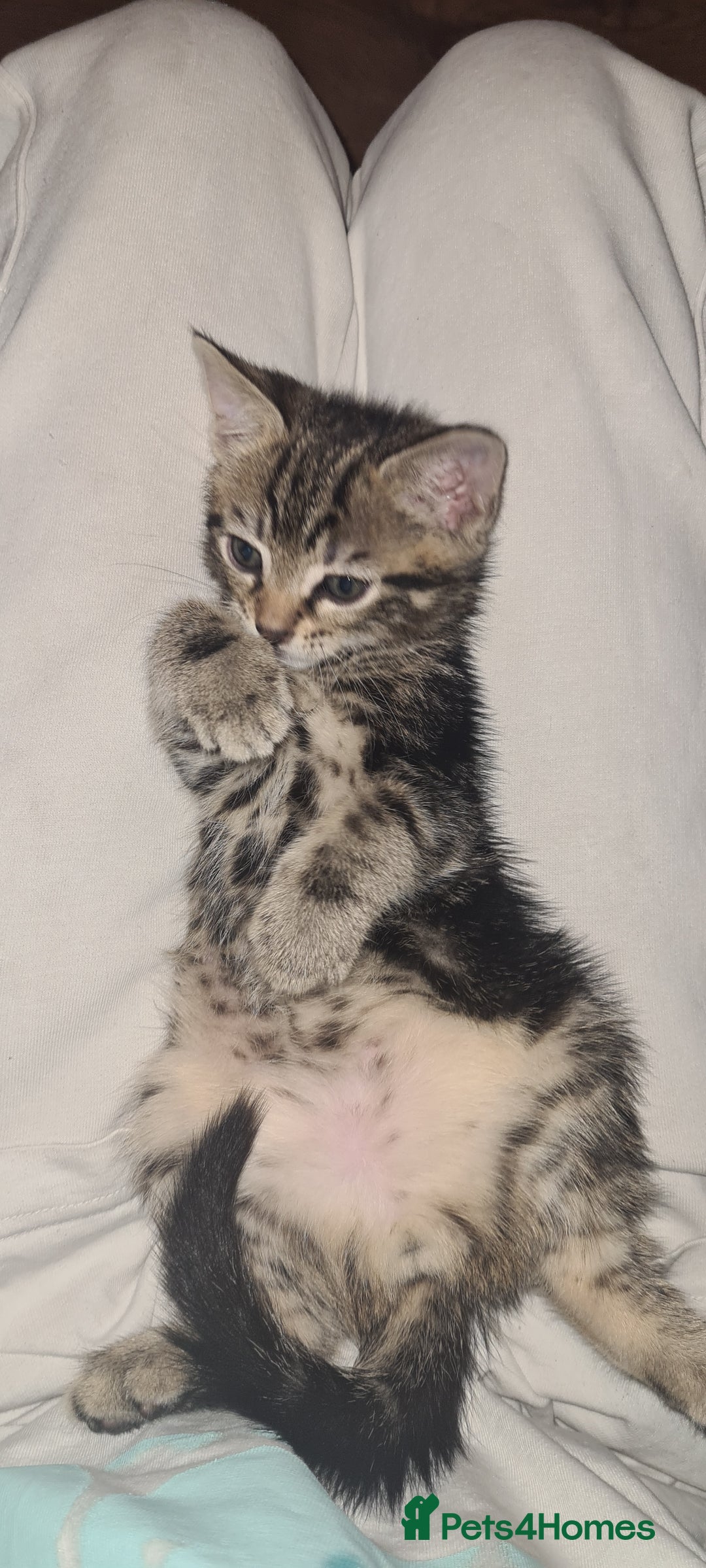 Bengal cats for sale: Mixed bengal kittens   - Image 31