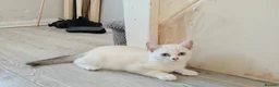 British Shorthair cats for sale: Beautiful white pure bred British shorthair in Stourbridge - Advert 3