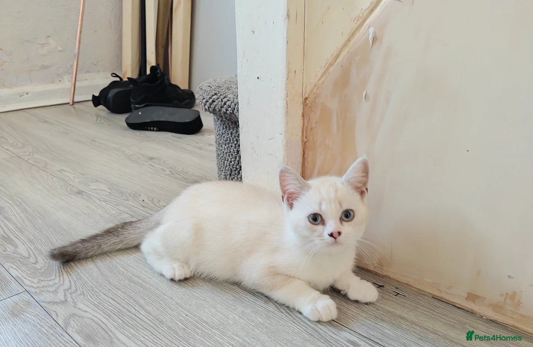 British Shorthair cats for sale: Beautiful white British shorthair - Advert 10