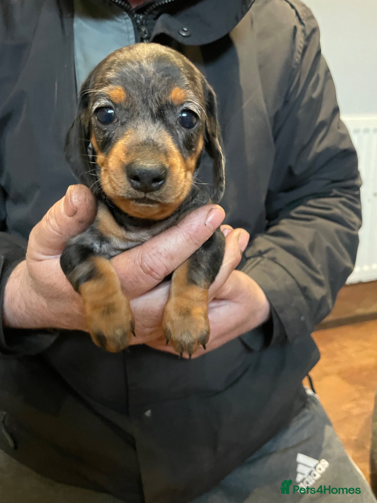 Dachshund dogs Dashshunds - Advert 6