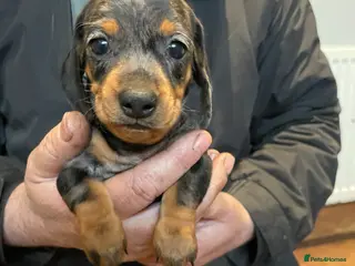 Dachshund dogs Dashshunds - Advert 6