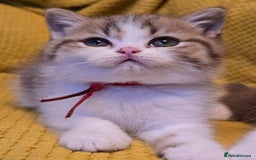 British Shorthair cats for sale: Pedigree, British Shorthair, TICA reg kittens - Image 16