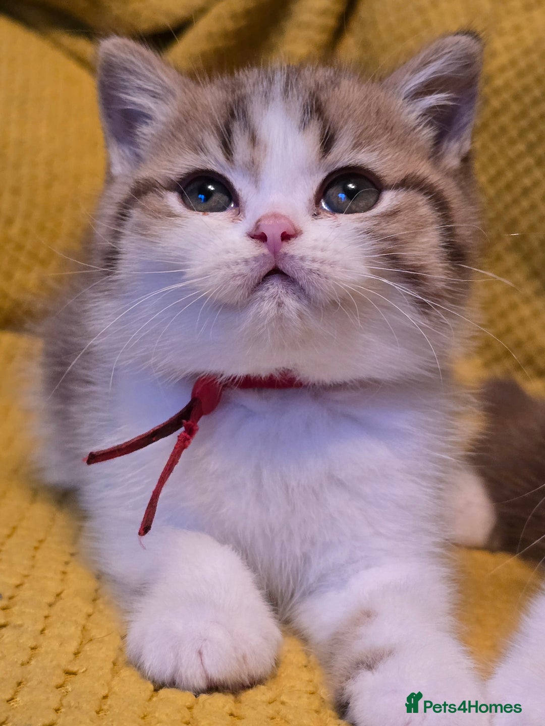 British Shorthair cats for sale: Pedigree, British Shorthair, TICA reg kittens - Image 16