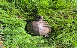 Turtle reptiles for sale: 2xRazor backed turtle male and female - Image 8