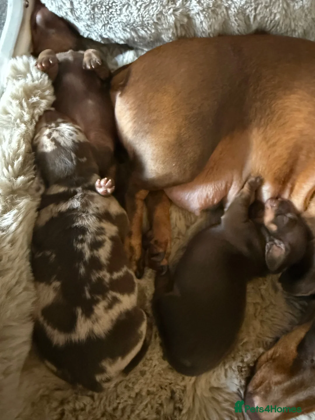 Miniature Dachshund dogs for sale: Mini smooth-haired dachshunds  in Cannock - Advert 14