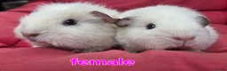 Guinea Pig rodents for sale: Pure breed Teddy guineapigs  - Advert 5