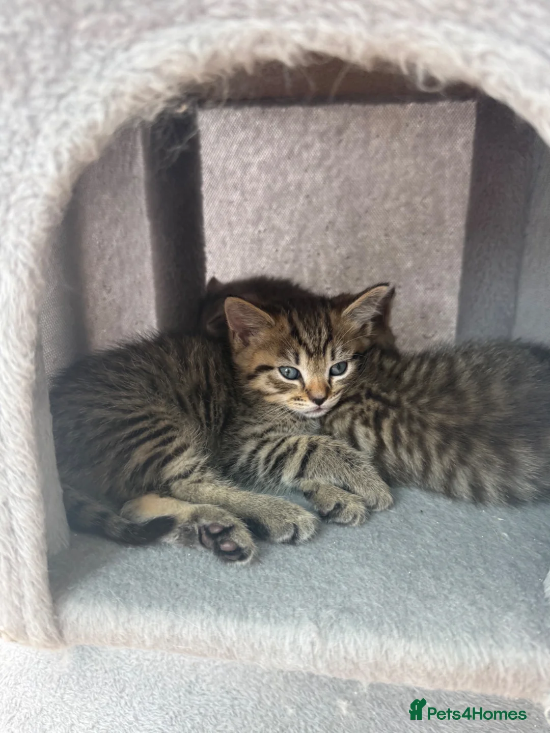 Mixed Breed cats for sale: 3 Beautiful kittens ready for their forever homes - Advert 2