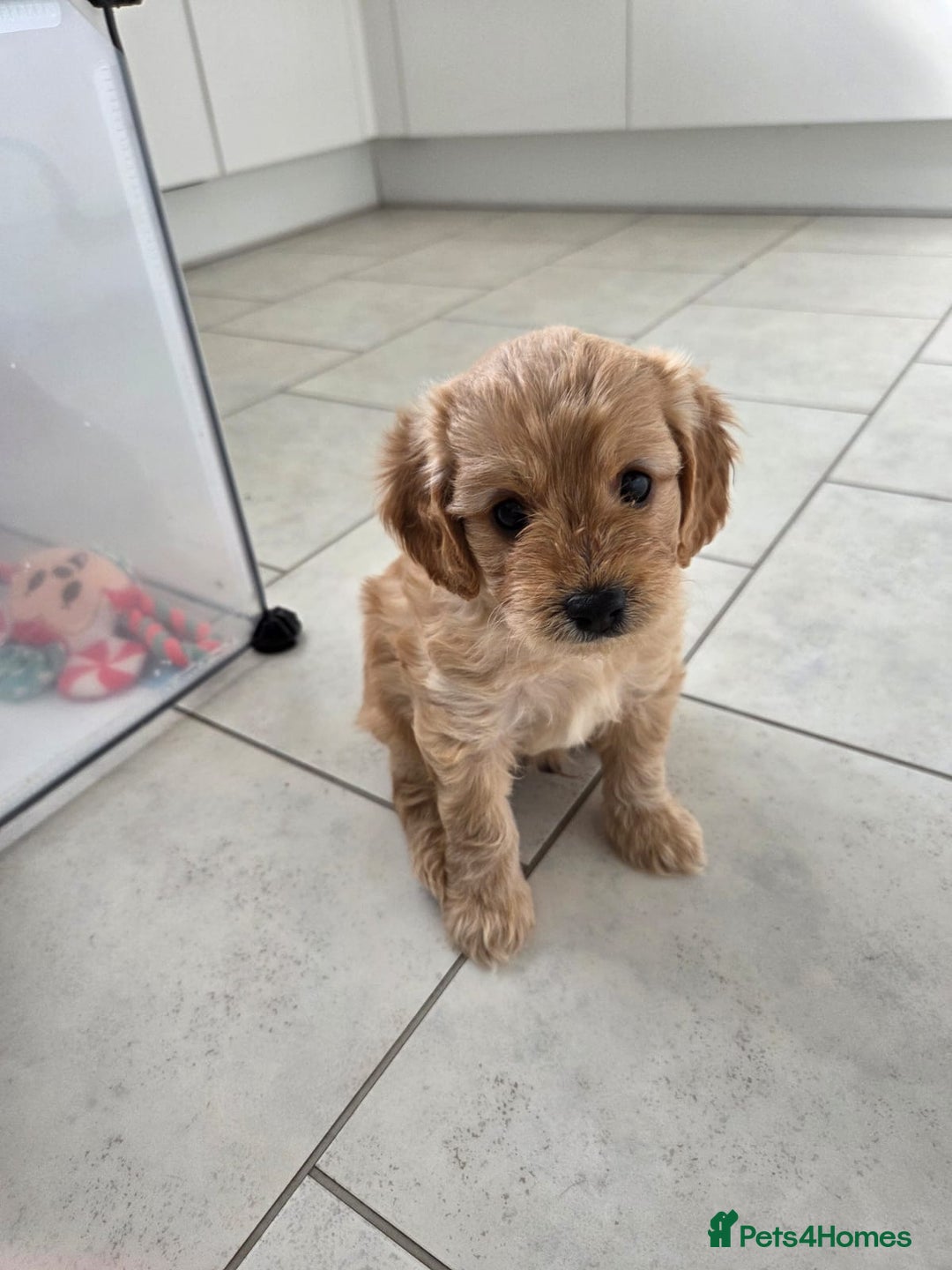 Cavapoo dogs for sale: Cavapoo pups  - Image 6