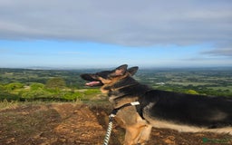 German Shepherd dogs for sale: New home for Koa - Image 5