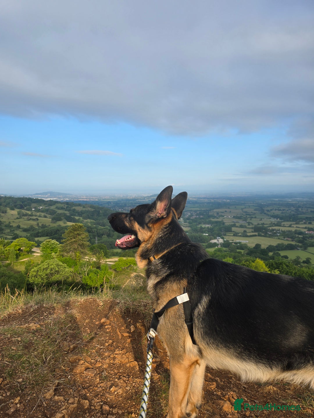 German Shepherd dogs for sale: New home for Koa - Image 5