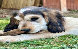 Cocker Spaniel dogs for sale: Stunning Pedigree KC Show Cocker Puppies  - Image 11