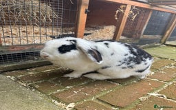 Mini Lion Lop rabbits for sale: Mini lion lop for rehoming - Image 1
