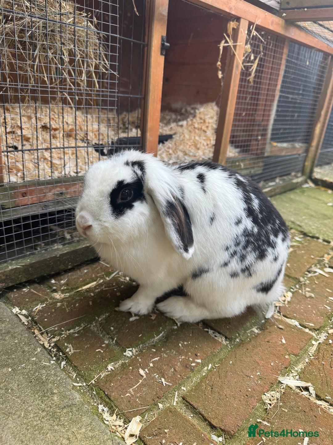 Mini Lion Lop rabbits for sale: Mini lion lop for rehoming - Image 1