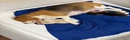 Beagle dogs for sale: Beagle pups both female 1 tri and one lemon - Advert 24