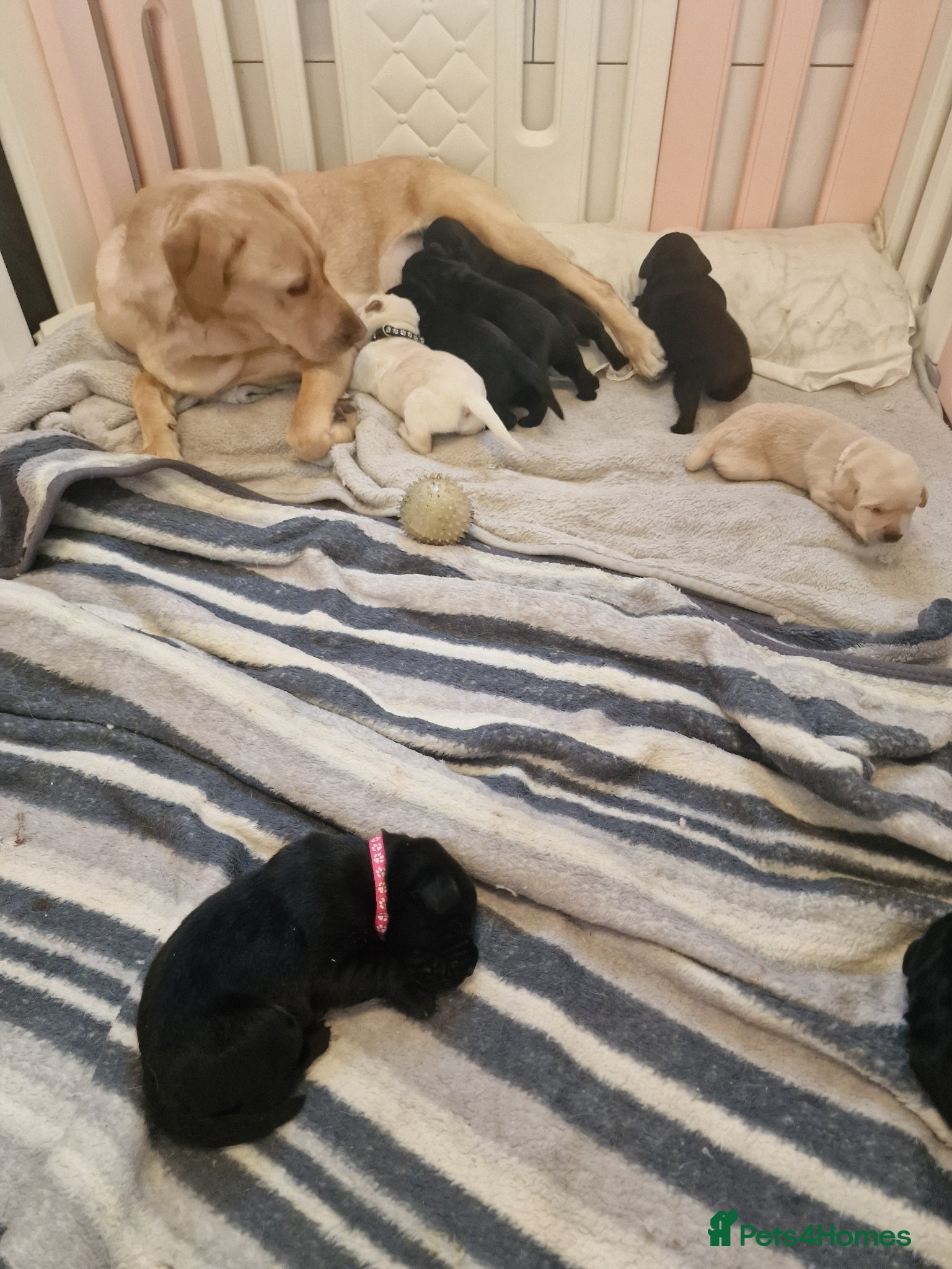Labrador Retriever dogs for sale: Labradors for sale  - Advert 5