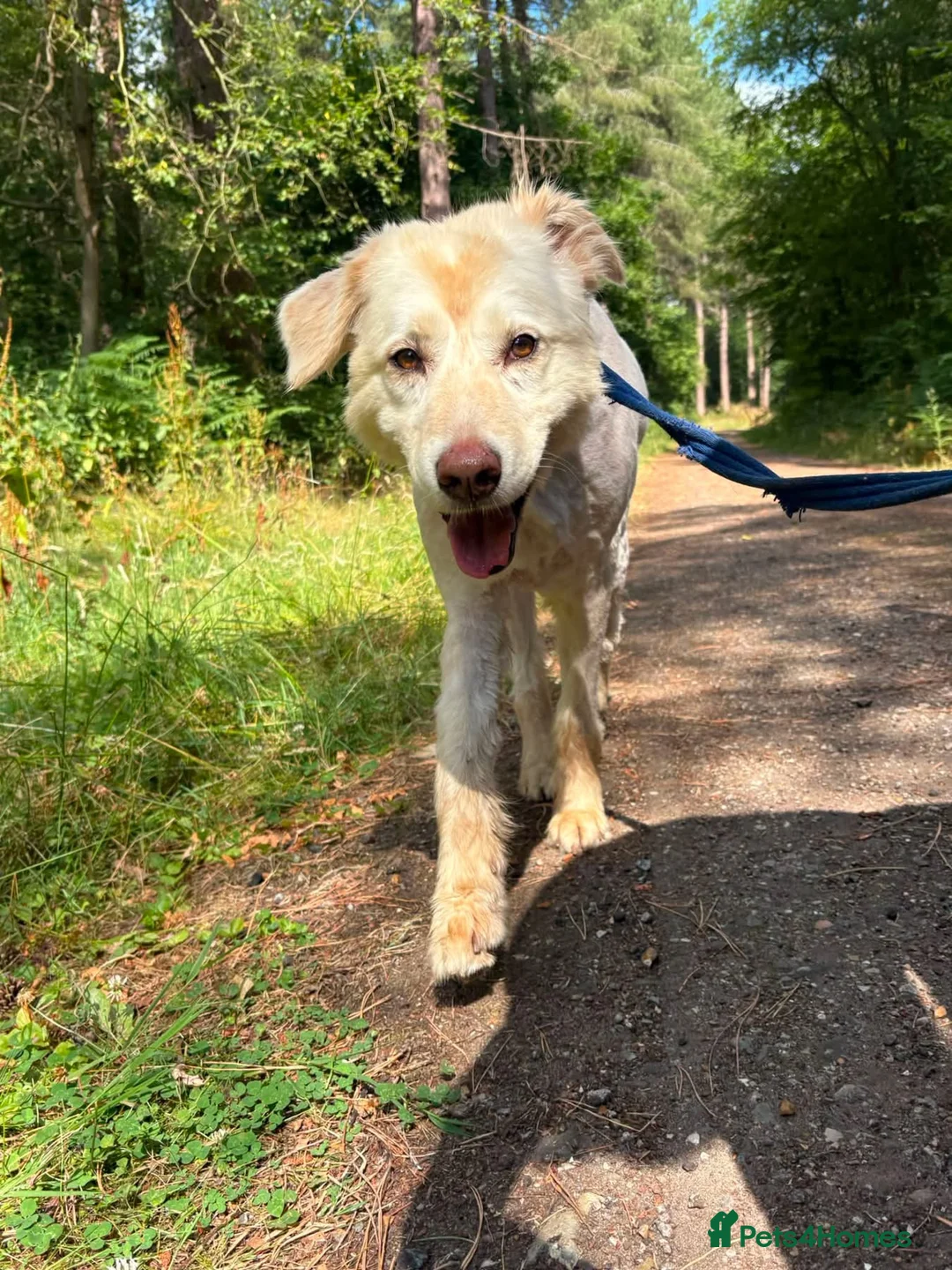Mixed Breed dogs for adoption: Charlie - Norwich Norfolk  - Advert 1