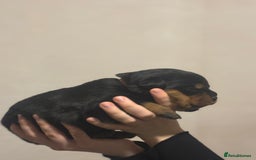 Rottweiler dogs for sale: Rottweiler puppies - Image 27