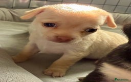 Chihuahua dogs for sale: 5 gorgeous chihuahua pups - viewings start 23/08 - Image 10