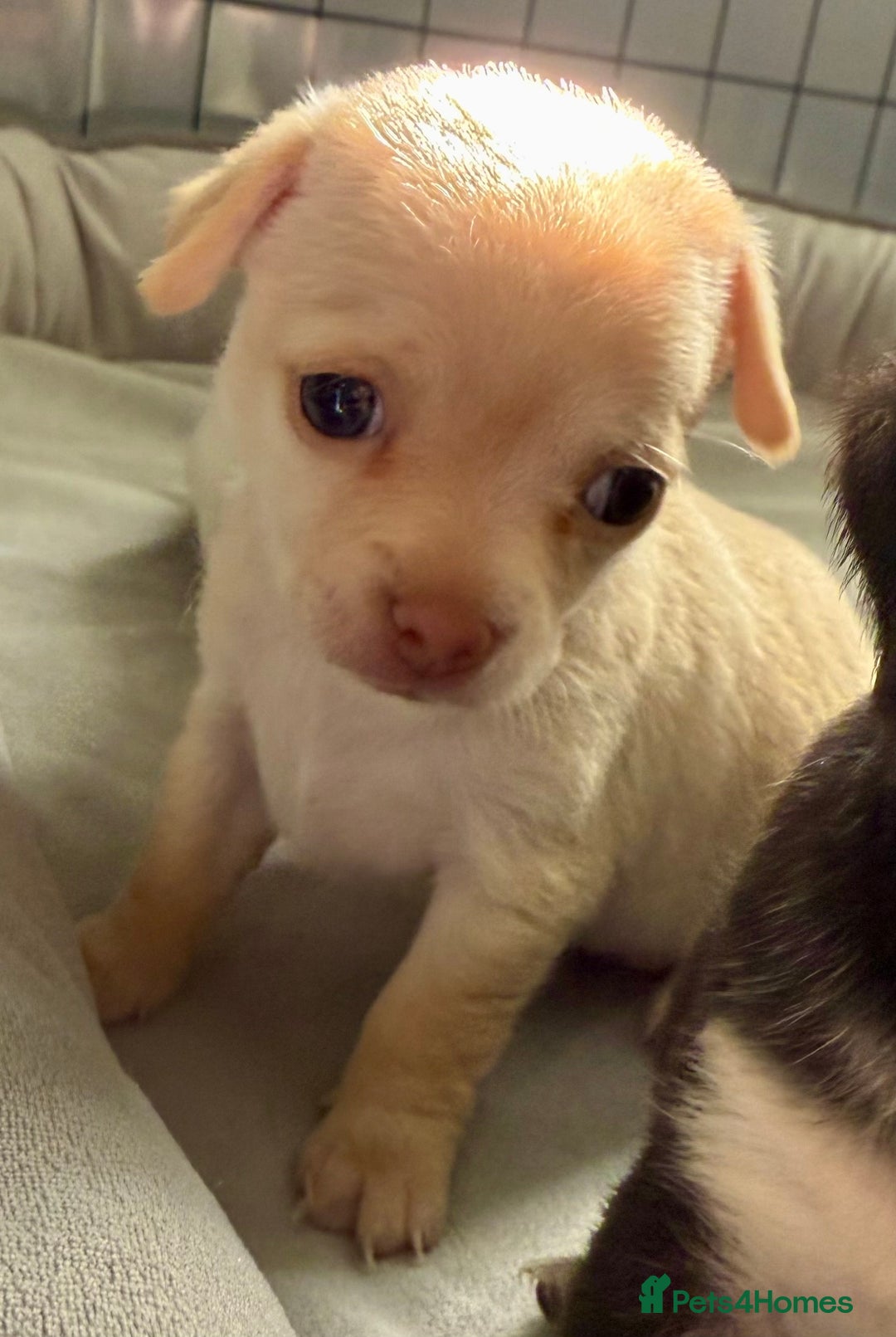 Chihuahua dogs for sale: 5 gorgeous chihuahua pups - viewings start 23/08 - Image 10