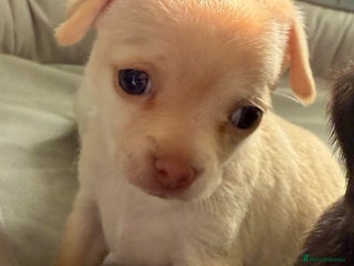 Chihuahua dogs - Advert 12