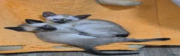 Siamese cats for sale: Stunning siamese kittens - Advert 9