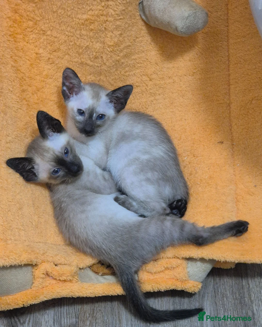 Siamese cats for sale: Stunning siamese kittens - Advert 9