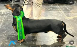 Dachshund dogs for sale: Wait list now open for KC dachshund puppies - Image 3
