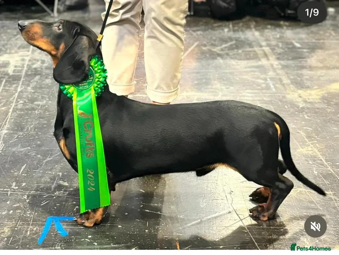 Dachshund dogs for sale: Wait list now open for KC dachshund puppies - Image 3