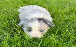 Border Collie dogs for sale: ABSOLUTELY GORGEOUS BORDER COLLIE PUPS - Image 18