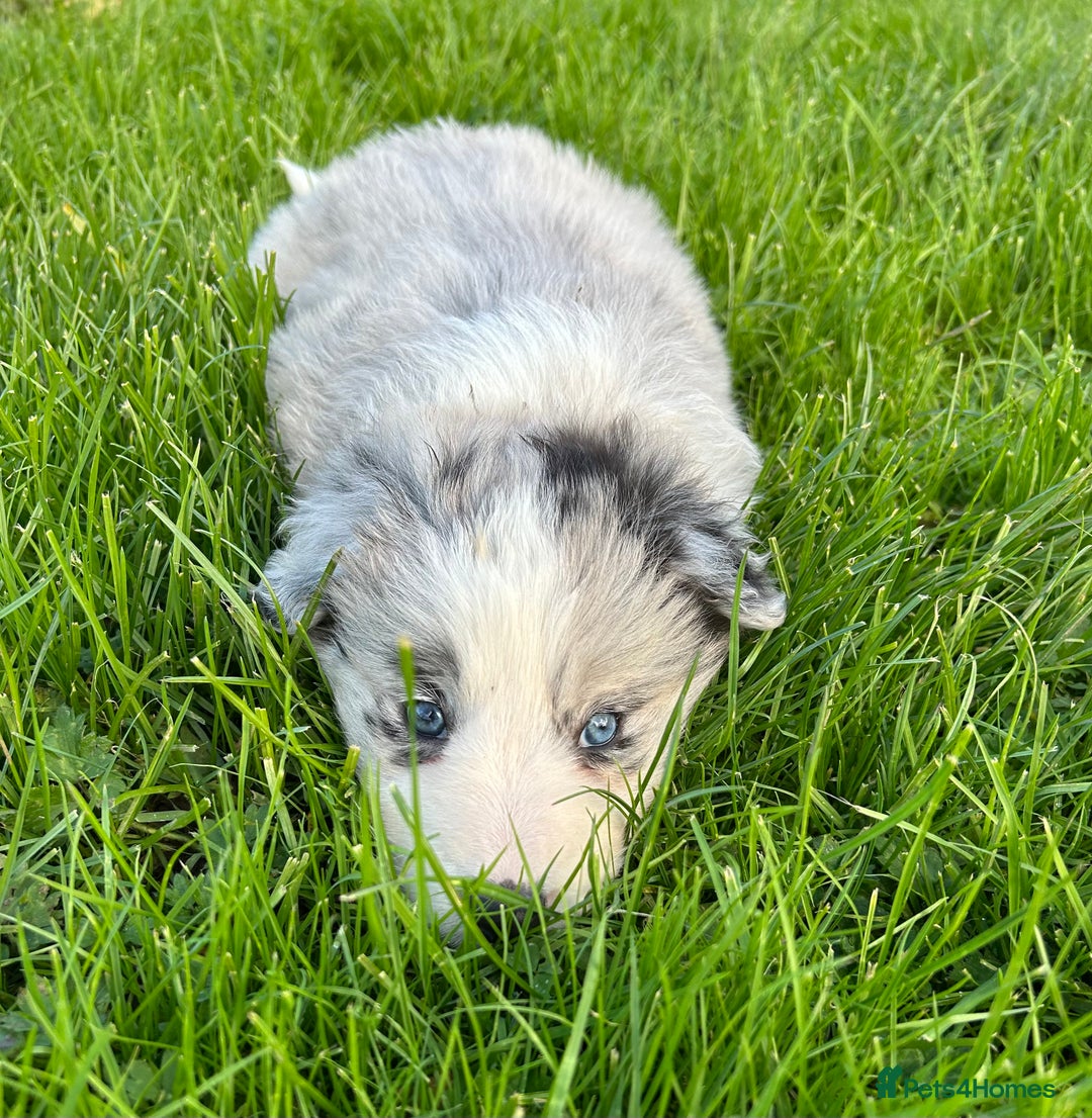 Border Collie dogs for sale: ABSOLUTELY GORGEOUS BORDER COLLIE PUPS - Image 18