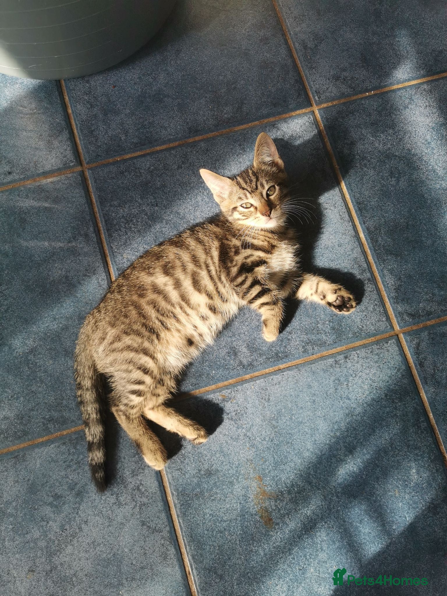Mixed Breed cats Tabby  - Advert 1
