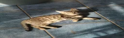 Mixed Breed cats for sale: Tabby  in Plymouth - Advert 1