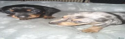Miniature Dachshund dogs for sale: Last 2 pups 🩵🩷 - Advert 10