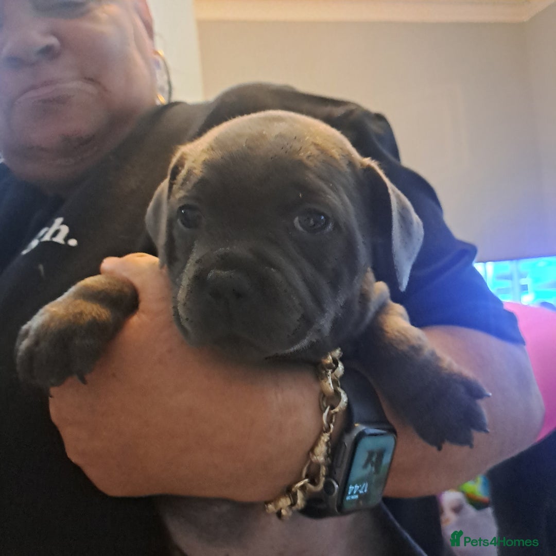 Staffordshire Bull Terrier dogs for sale: 1 stunning black female left 😍  - Image 7