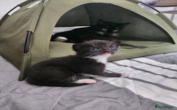 Egyptian Mau cats for sale: Egyptian Mau - Mixed Kittens - Image 4