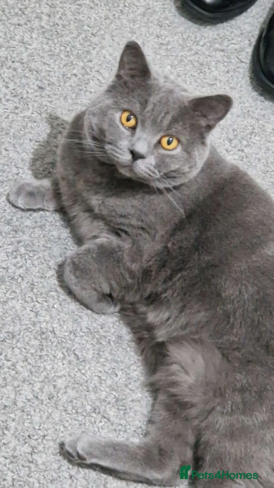 British Shorthair cats for sale: Teddy & Bear - Looking for Forever Home 🐾 in Leeds - Advert 2